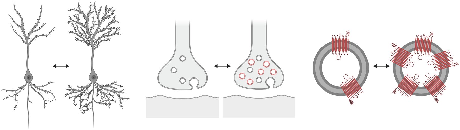 Three pairs of line drawings joined by double arrows: a neuron with few versus many dendritic spines; a nerve terminal with few versus many synaptic vesicles; a synaptic vesicle with two versus six SV2A proteins in its membrane.