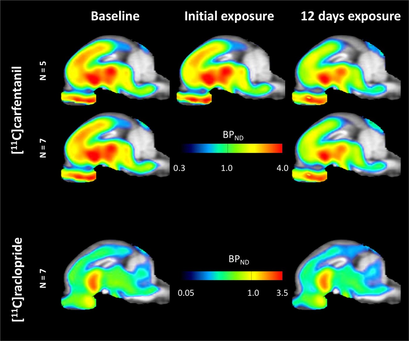 Published figure: PET images of minipig brains in sagittal view. Top rows: [11C]carfentanil binding potential at baseline, after initial sucrose exposure and after 12 days of exposure. Bottom row: [11C]raclopride binding potential at baseline and after 12 days.