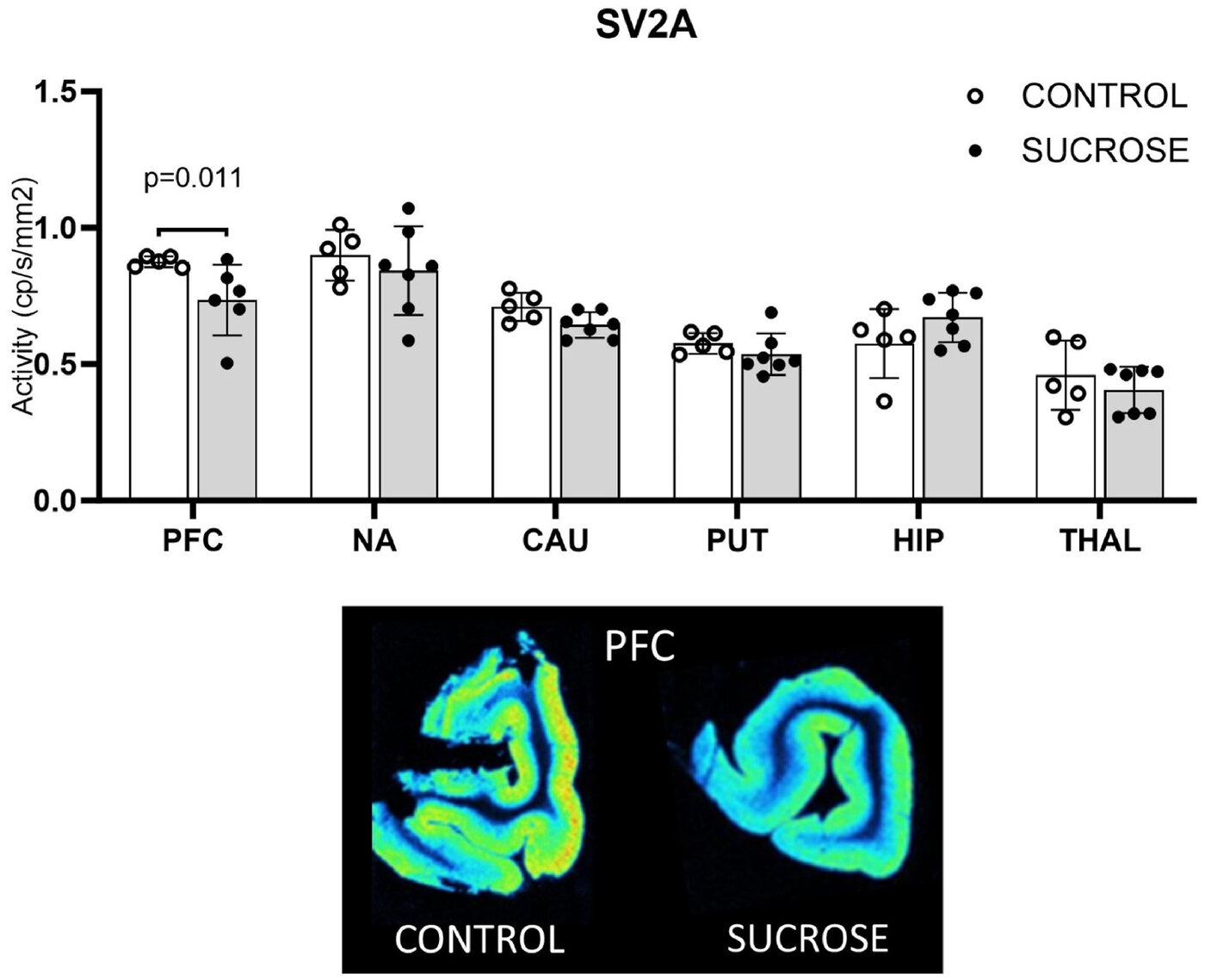 Bar chart of specific [3H]UCB-J binding in counts per second per square millimetre in six minipig brain regions for control and sucrose groups, with prefrontal cortex lower after sucrose (p = 0.011); below, two rainbow-coloured BeaQuant autoradiograms of folded prefrontal cortex labelled control and sucrose.