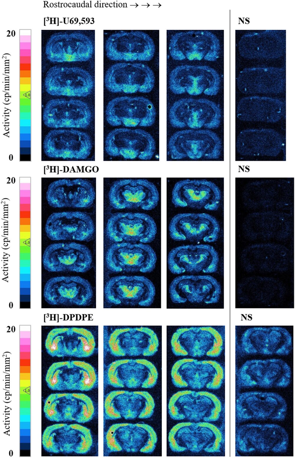 Three rows of rat brain autoradiograms, twelve coronal sections each, for three opioid receptor tracers, [3H]U69,593, [3H]DAMGO and [3H]DPDPE, with a column of non-specific binding sections beside each and colour bars in counts per minute per square millimetre from 0 to 20.